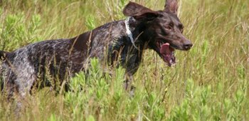 Association Communale de Chasse Agrée